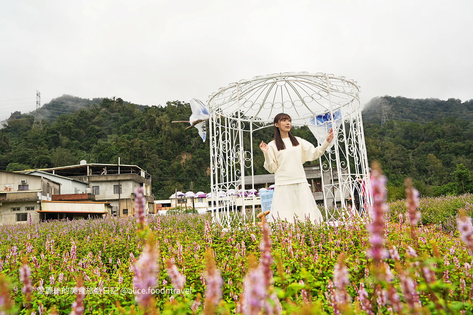 苗栗景點苗栗獅潭仙草花節2024苗栗獅潭仙草花苗栗獅潭仙草推薦苗栗必吃苗栗必玩苗栗親子旅遊親子景點苗栗三義苗栗勝興車站仙草花海桃園仙草花節