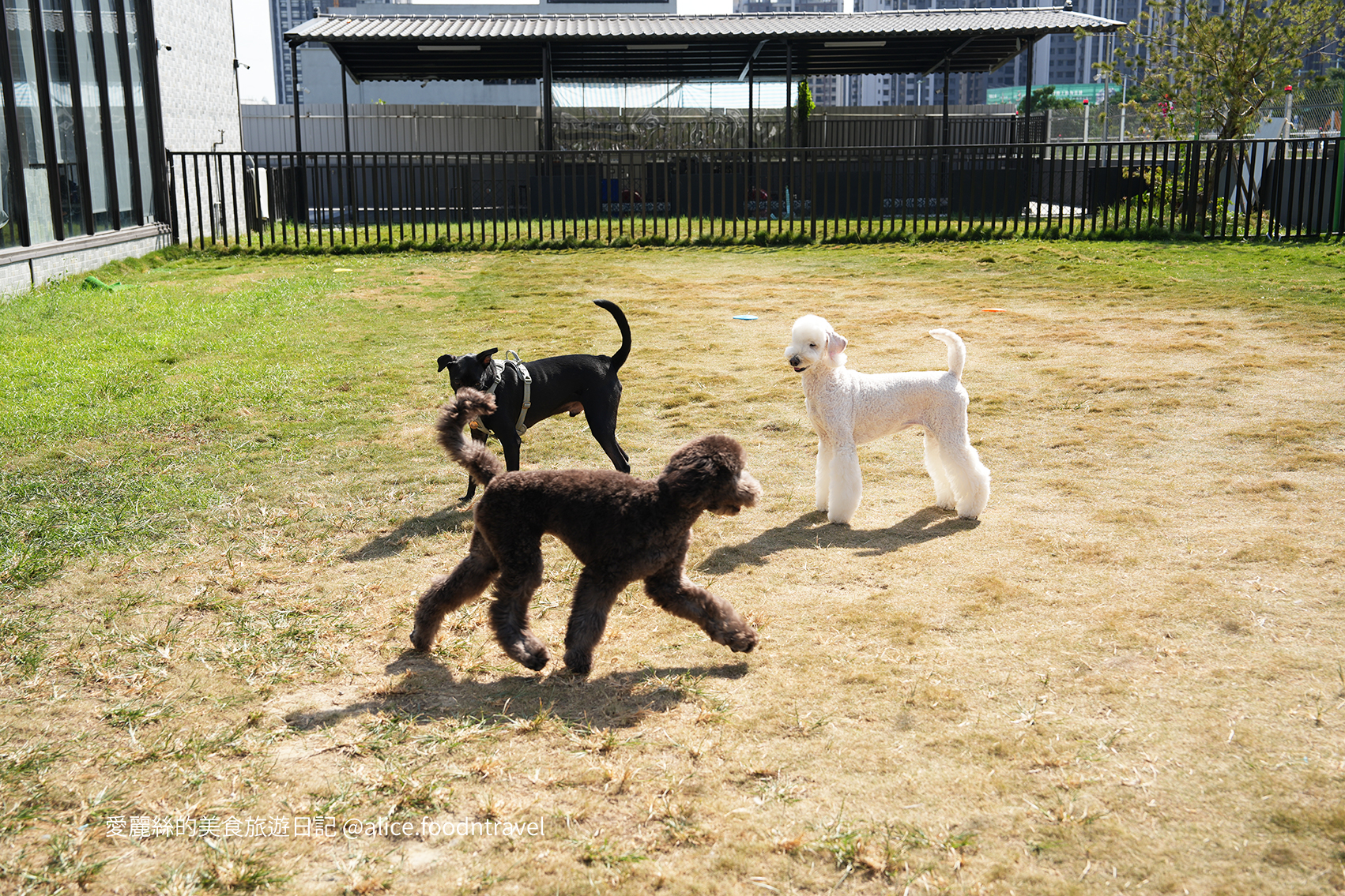 台中寵物 台中親子 台中寵物餐廳 台中寵物友善 台中親子餐廳 台中寵物咖啡 台中景點 台中北屯美食 台中北屯寵物 台中北屯親子 台中熱炒 台中北屯熱炒 台中北屯必吃 台中熱炒推薦 台中狗狗餐廳 台中毛小孩  