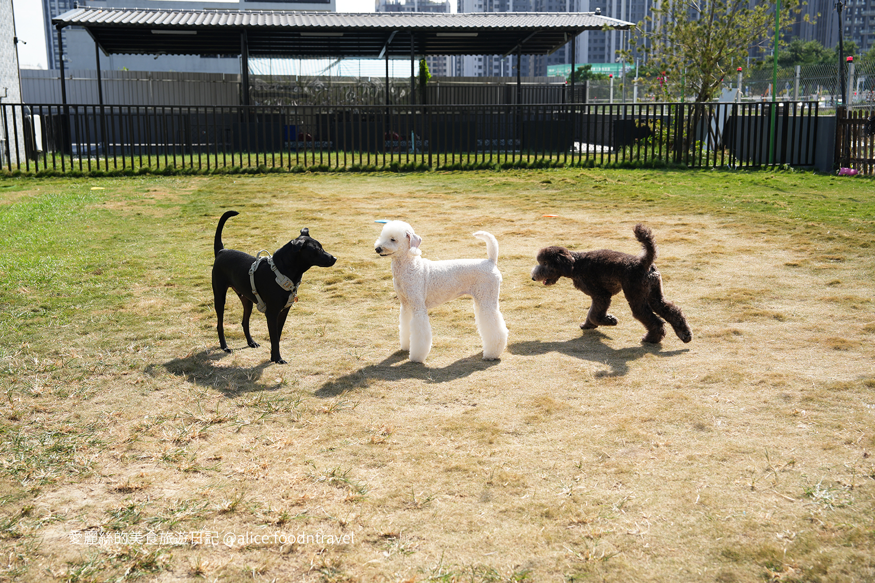 台中寵物 台中親子 台中寵物餐廳 台中寵物友善 台中親子餐廳 台中寵物咖啡 台中景點 台中北屯美食 台中北屯寵物 台中北屯親子 台中熱炒 台中北屯熱炒 台中北屯必吃 台中熱炒推薦 台中狗狗餐廳 台中毛小孩  
