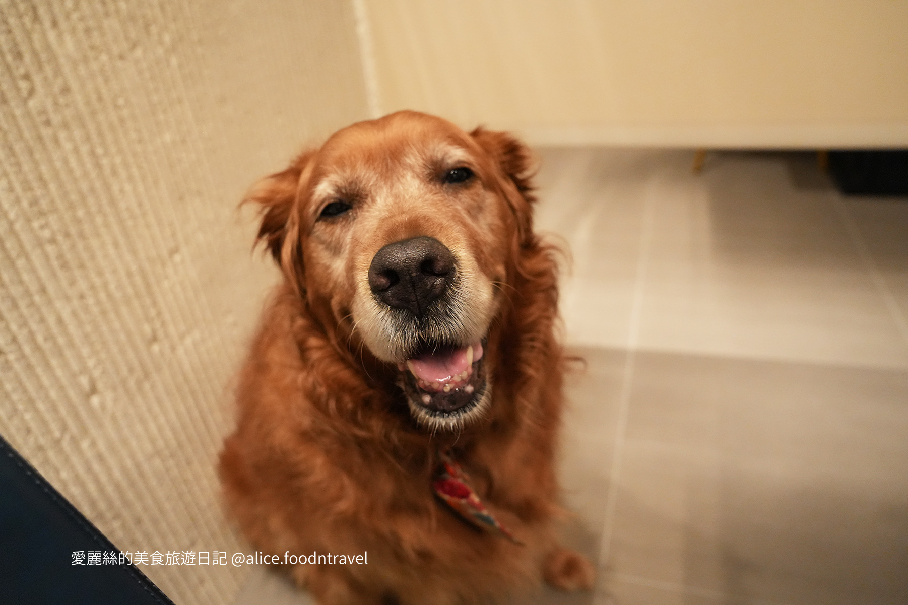 台中燒肉台中寵物友善燒肉台中寵物友善餐廳台中寵物餐廳台中狗餐廳台中燒肉推薦台中南屯美食台中南屯燒肉台中南屯餐廳南屯寵物餐廳容燒居酒屋温和苑溫和苑
