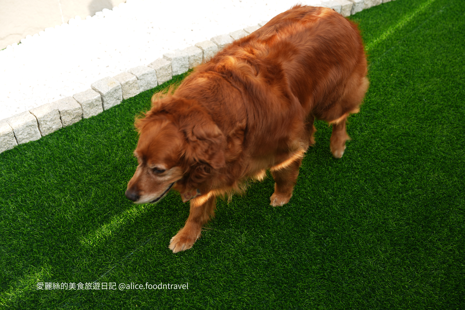 台中燒肉台中寵物友善燒肉台中寵物友善餐廳台中寵物餐廳台中狗餐廳台中燒肉推薦台中南屯美食台中南屯燒肉台中南屯餐廳南屯寵物餐廳容燒居酒屋温和苑溫和苑