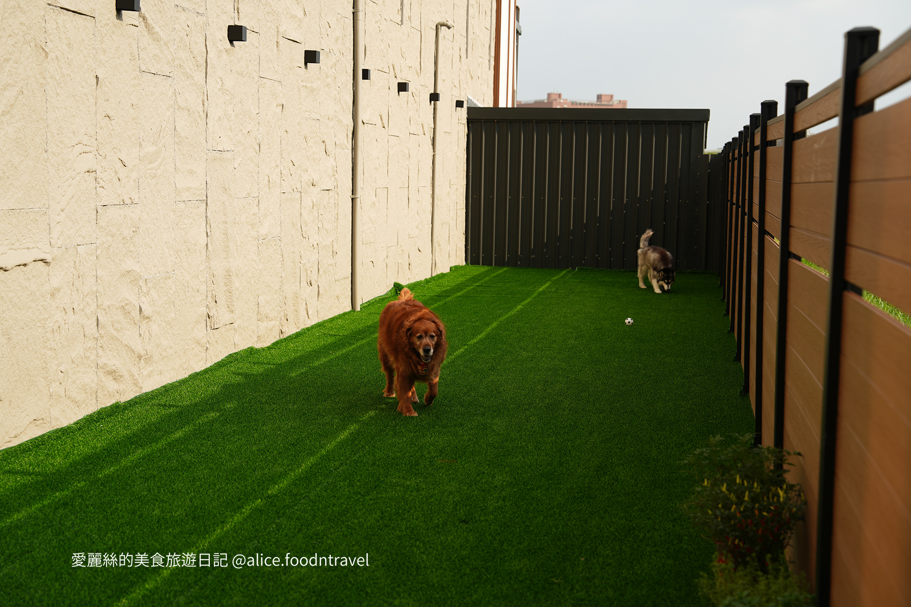 台中燒肉台中寵物友善燒肉台中寵物友善餐廳台中寵物餐廳台中狗餐廳台中燒肉推薦台中南屯美食台中南屯燒肉台中南屯餐廳南屯寵物餐廳容燒居酒屋温和苑溫和苑