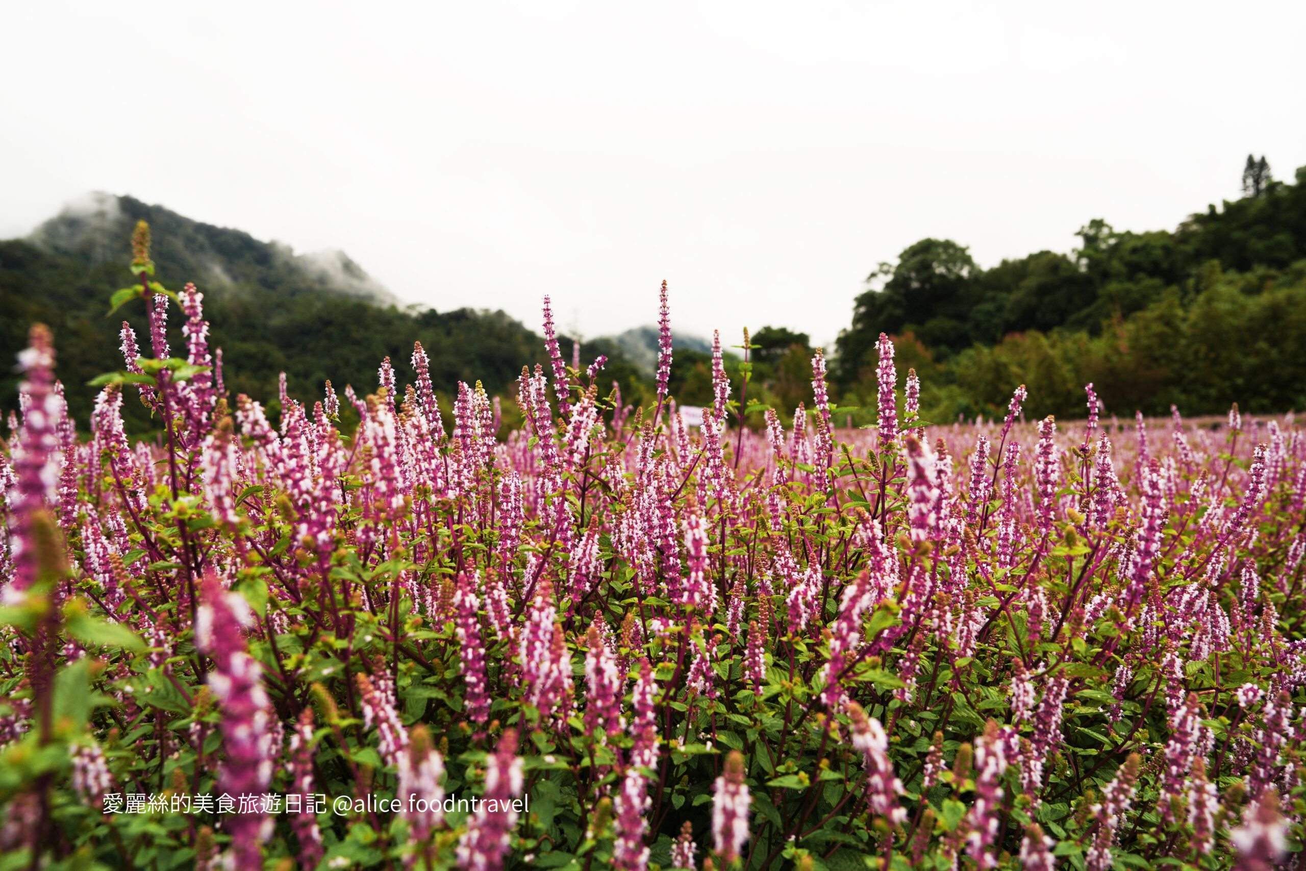 苗栗景點苗栗獅潭仙草花節2024苗栗獅潭仙草花苗栗獅潭仙草推薦苗栗必吃苗栗必玩苗栗親子旅遊親子景點苗栗三義苗栗勝興車站仙草花海桃園仙草花節