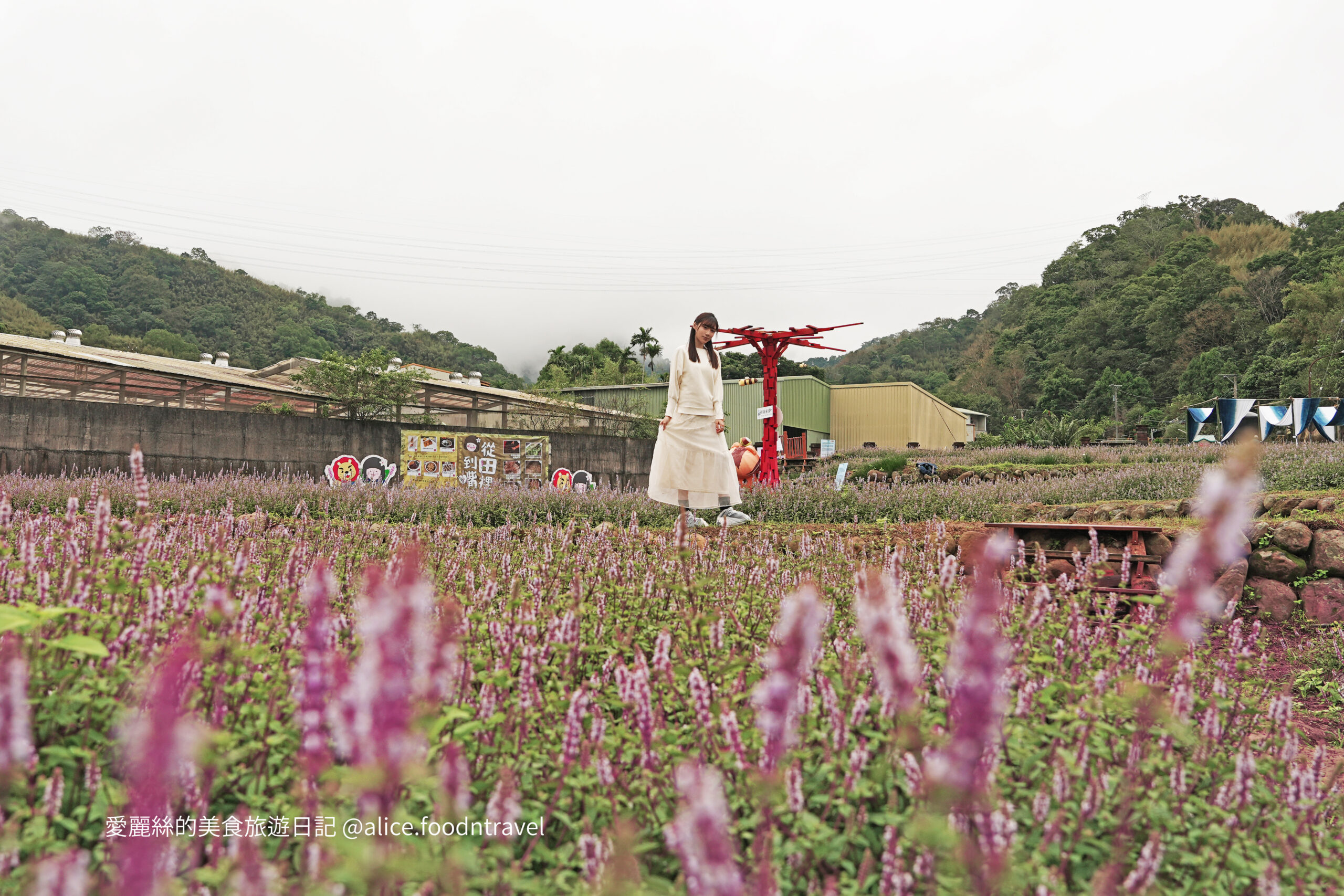 苗栗景點苗栗獅潭仙草花節2024苗栗獅潭仙草花苗栗獅潭仙草推薦苗栗必吃苗栗必玩苗栗親子旅遊親子景點苗栗三義苗栗勝興車站仙草花海桃園仙草花節