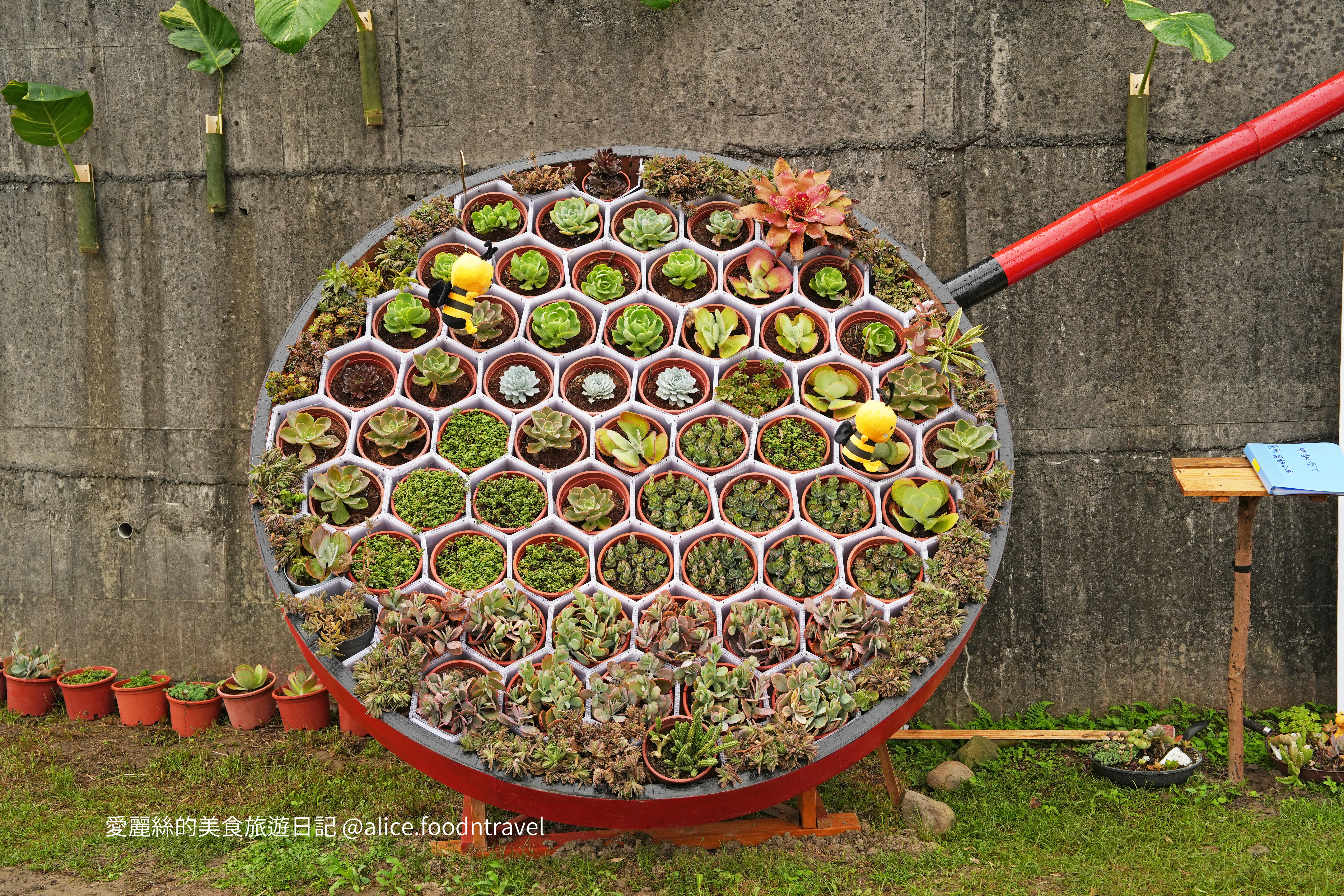 苗栗景點苗栗獅潭仙草花節2024苗栗獅潭仙草花苗栗獅潭仙草推薦苗栗必吃苗栗必玩苗栗親子旅遊親子景點苗栗三義苗栗勝興車站仙草花海桃園仙草花節